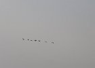 IMG 3469