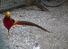IMG 3567