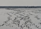 DSC 0030