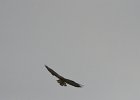 DSC 0291