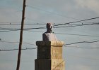 DSC 0524