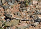DSC 0299